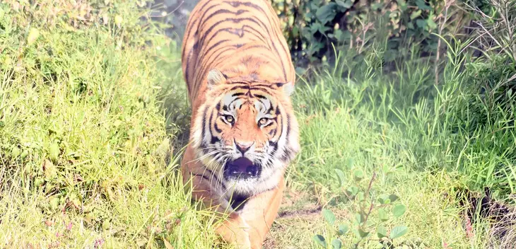 Original photograph of a Bengal tiger at a Himalayan zoo in Uttarakhand
