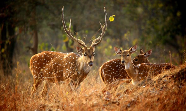 Askot Musk Deer Sanctuary